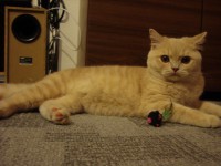 Naše chovná kočička Elisabeth